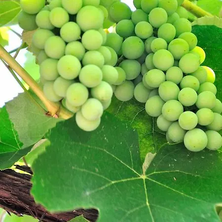 招待所 所提利亚旅馆