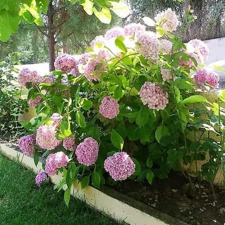 Πανσιόν Sotiria 3*