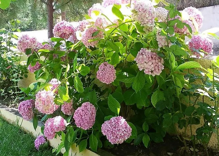 ゲストハウス Sotiria 3*