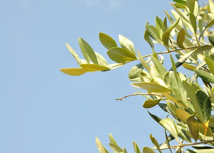 ゲストハウス Sotiria 3*