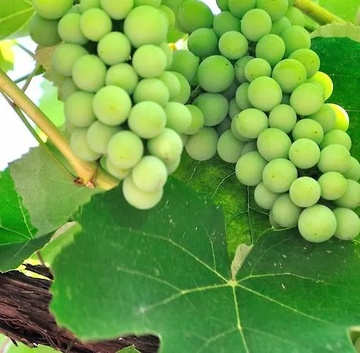 ゲストハウス Sotiria