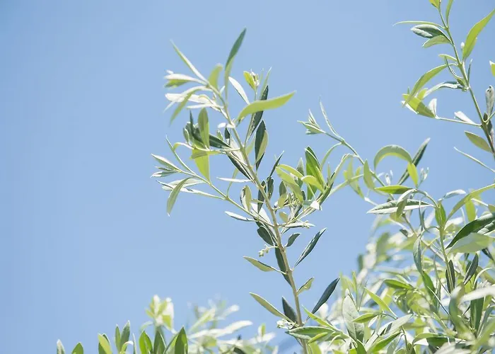 Sotiria ゲストハウス